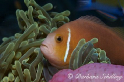 Curious Clownfish takenin the Lhavijani Atoll with a Cano... by Barbara Schilling 